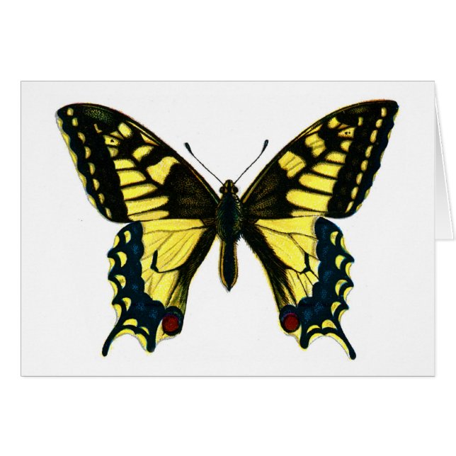 Papilio machaon (Front Horizontal)