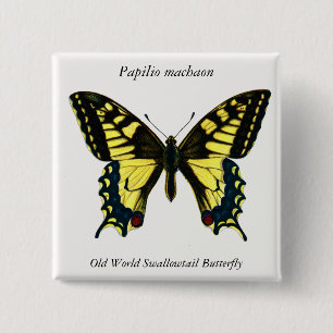 Papilio machaon - Old World Swallowtail Butterfly 15 Cm Square Badge