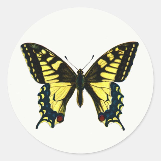 Papilio machaon - Old World Swallowtail Butterfly  Classic Round Sticker (Front)