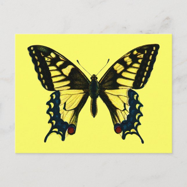 Papilio machaon postcard (Front)