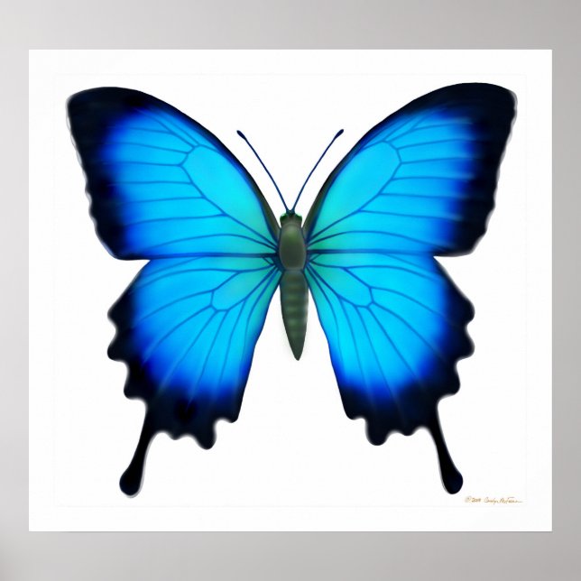 Papilio Ulysses Butterfly Poster (Front)