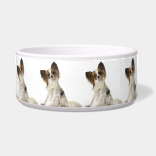 Papillon