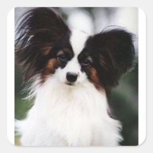 Papillon 2 square sticker