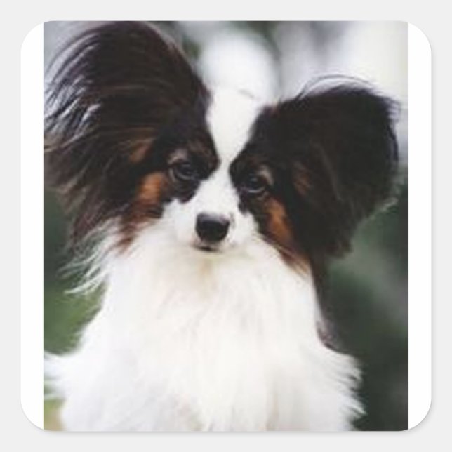 Papillon 2 square sticker (Front)