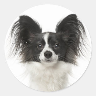 Papillon Black And White Puppy Dog - Love Puppies Classic Round Sticker