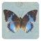 Papillon bleu
