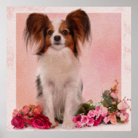 Papillon - Continental Toy Spaniel