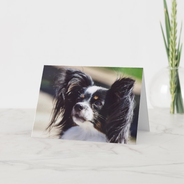 "Papillon" Dog Photo Greeting Card (Front)