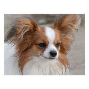 Papillon Dog Portrait Photo Print
