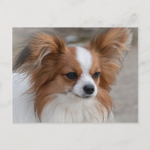 Papillon Dog Portrait Postcard