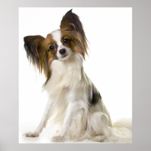 Papillon dog portrait poster