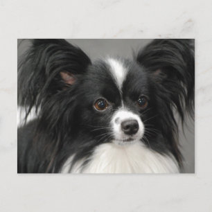 Papillon Dog Postcard