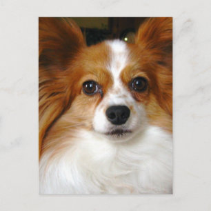Papillon Dog Postcard