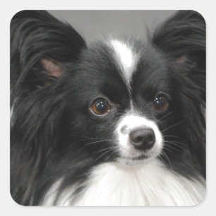 Papillon Dog  Stickers