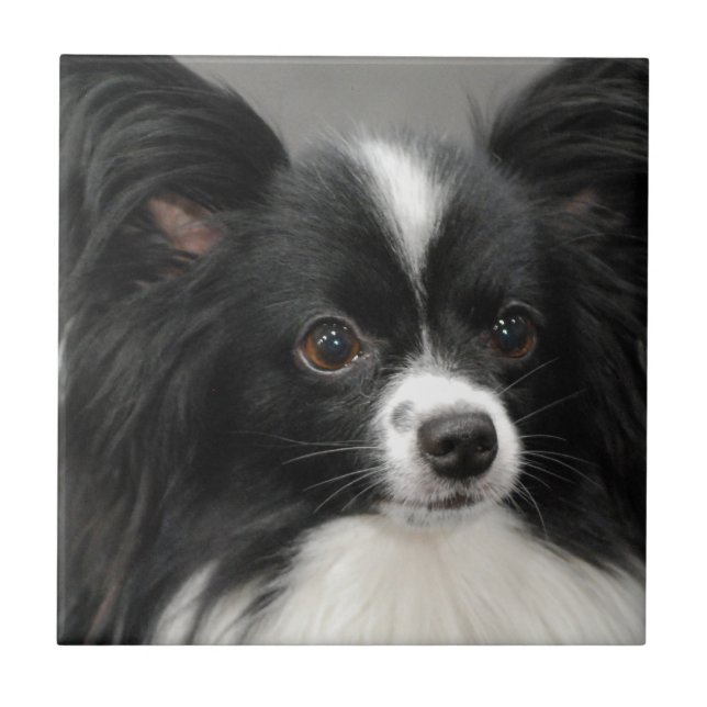 Papillon Dog Tile (Front)