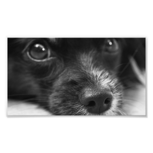 papillon face photo print (Front)