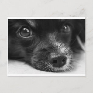 papillon face postcard
