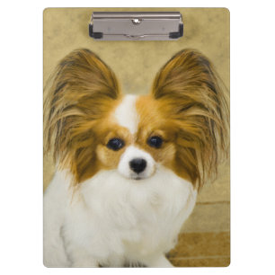 Papillon (Hound Tri) Painting - Original Dog Art Clipboard