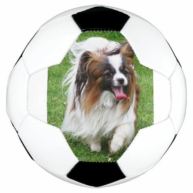 Papillon_in motion football (Front)