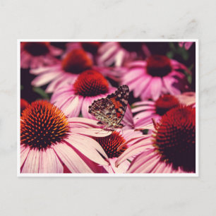 Papillon Postcard