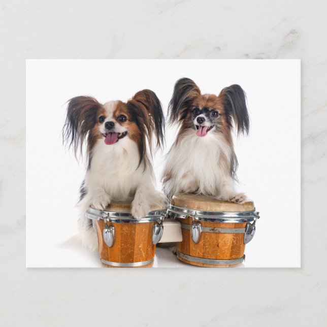 Papillon Puppies Play Drums Postcard (Front)
