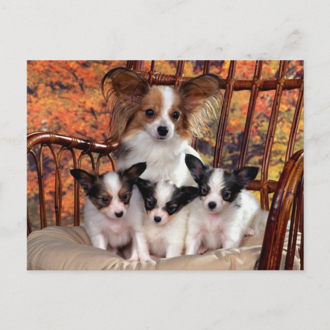 Papillon puppies with mum postcard (Front)