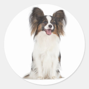 Papillon Puppy Dog - Love Puppies Classic Round Sticker