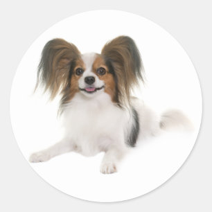 Papillon Puppy Dog - Love Puppies, Hello Classic Round Sticker