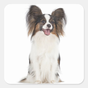 Papillon Puppy Dog - Love Puppies Square Sticker