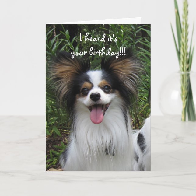 Papillon Sloppy Kisses Birthday Card (Front)