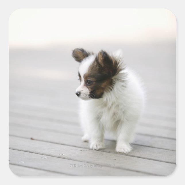 Papillon Square Sticker (Front)