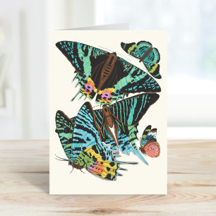 Papillons   Emile-Allain Séguy Card