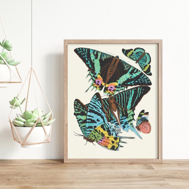 Papillons | Emile-Allain Séguy Poster (Creator Uploaded)