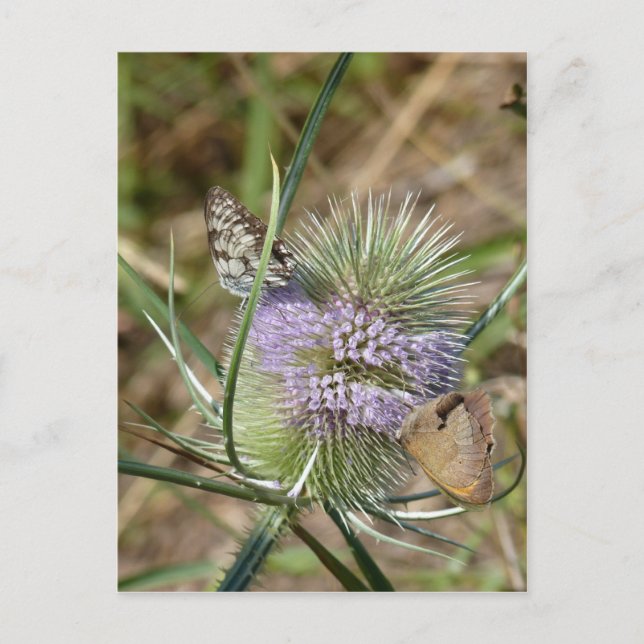 Papillons Postcard (Front)