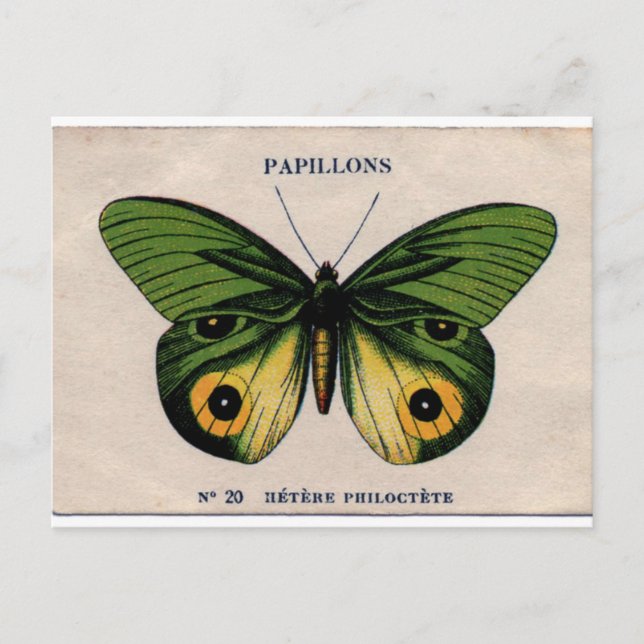 Papillons Vintage Butterfly Illustration Postcard (Front)
