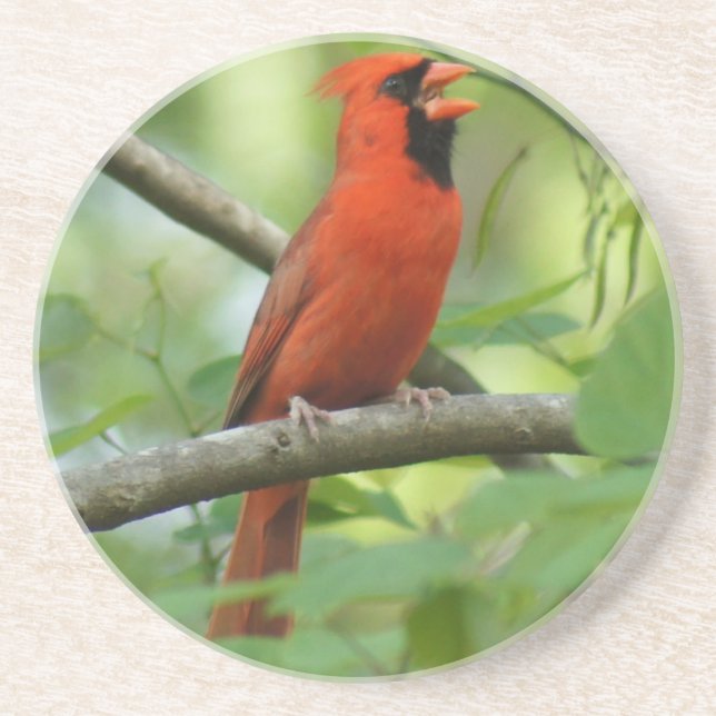 Pappa Cardinal Singing! Coaster (Front)