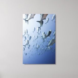 Papua New Guinea Canvas Print