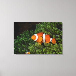 Papua New Guinea, false clown anemonefish and Canvas Print