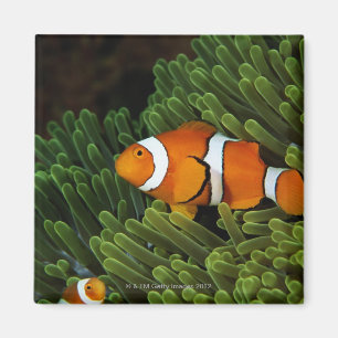 Papua New Guinea, false clown anemonefish and Magnet