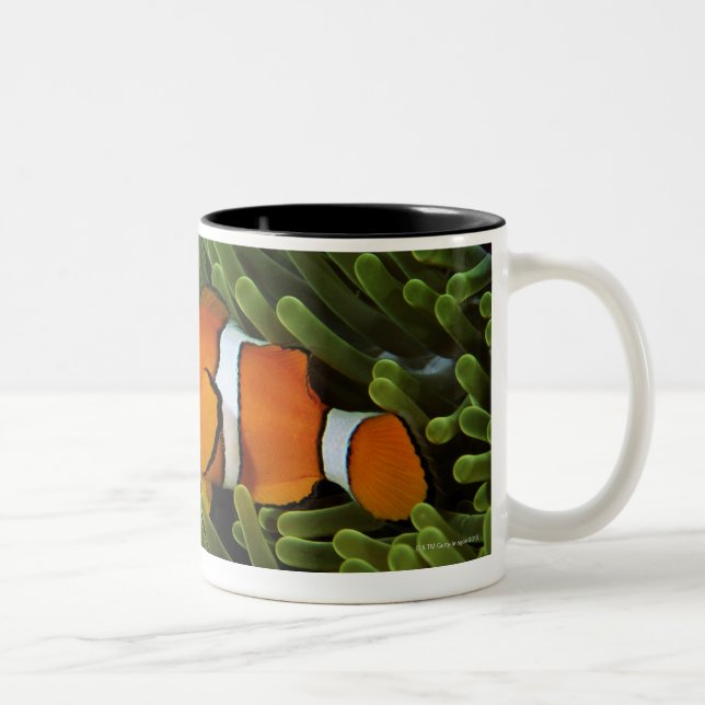 Papua New Guinea, false clown anemonefish and Two-Tone Coffee Mug (Right)