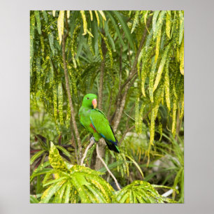 Papua New Guinea, Oro Province Poster