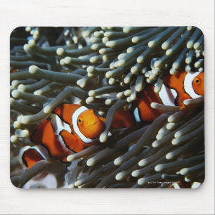 Papua New Guinea, two false clown anemonefish Mouse Mat