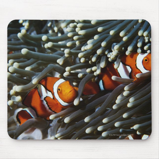Papua New Guinea, two false clown anemonefish Mouse Mat (Front)