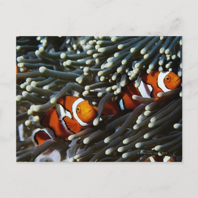 Papua New Guinea, two false clown anemonefish Postcard (Front)