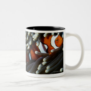Papua New Guinea, two false clown anemonefish Two-Tone Coffee Mug