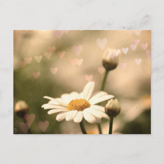 Paquerette Postcard