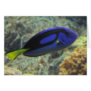 Paracanthurus hepatus