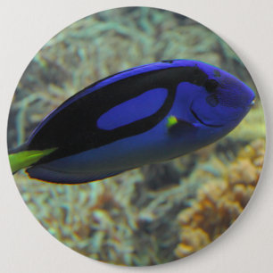 Paracanthurus hepatus 6 cm round badge