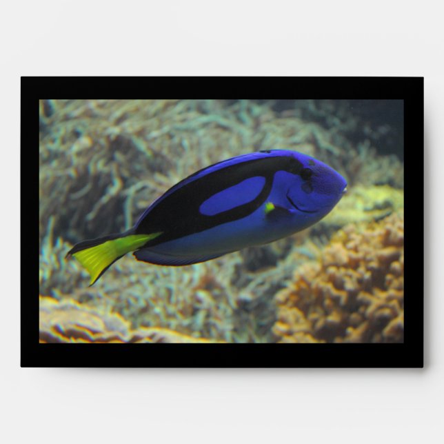 Paracanthurus hepatus envelopes (Front)