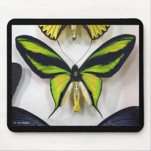 Paradise birdwing , Ornithoptera paradisea Mouse Mat